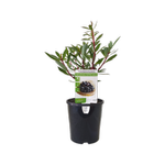 140mm Tasmanian Mountain Pepper Male - Tasmannia Ianceolata