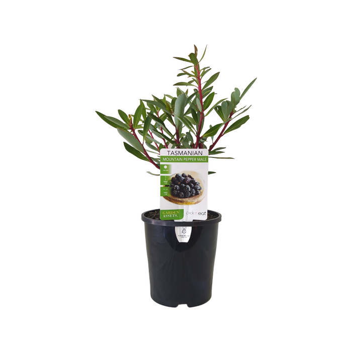 140mm Tasmanian Mountain Pepper Male - Tasmannia Ianceolata
