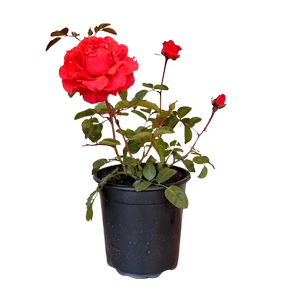 2.5L Rose Showpiece Tangerine - Rosa