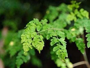 Moringa trees.