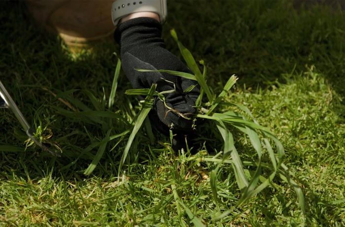 A person removing weeds in garden.