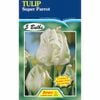 Tulip Super Parrot - 5 Bulbs