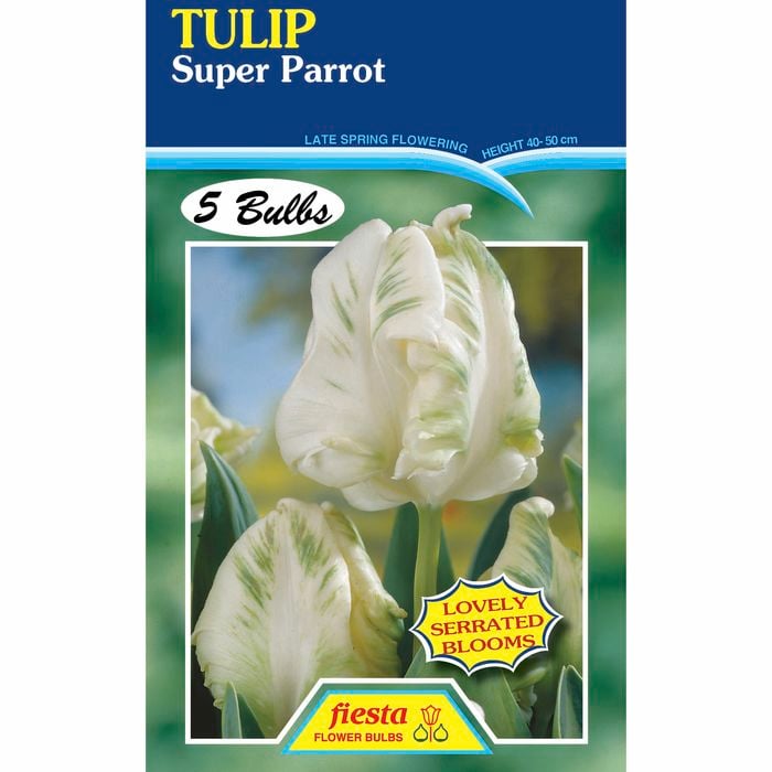 Tulip Super Parrot - 5 Bulbs