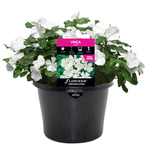 170mm Vinca White - Catharanthus roseus