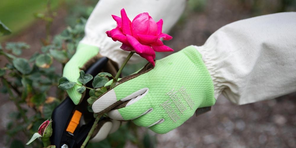 Person pruning a pink rose wearing gardening gloves