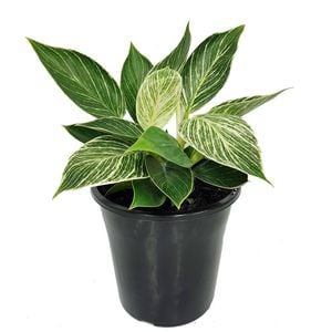 70mm Birkin - Philodendron Erubescens