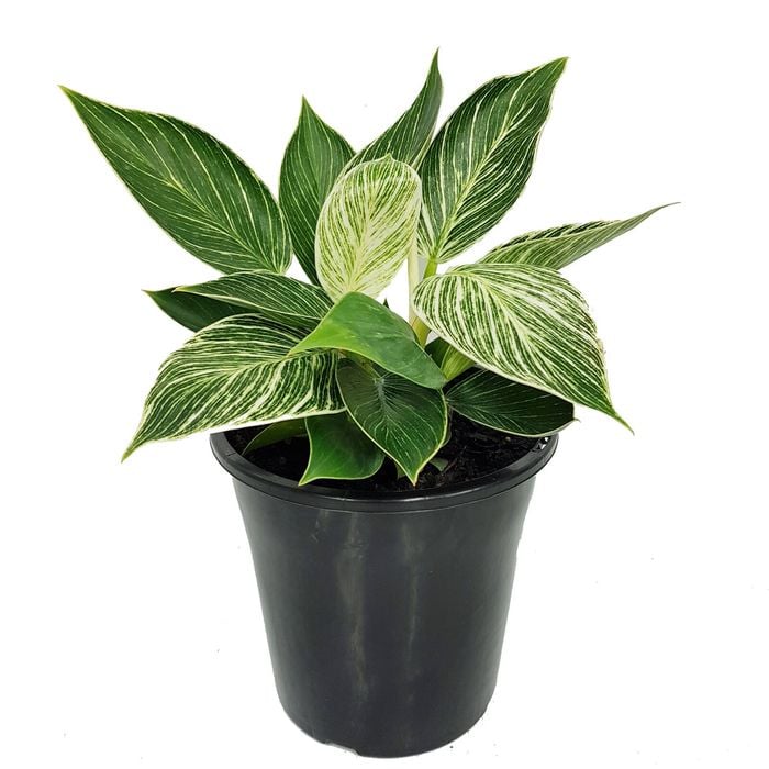 70mm Birkin - Philodendron Erubescens