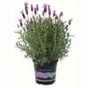 1.5L Pink Princess Lavender - Lavandula pedunculata