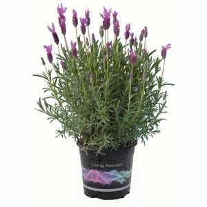 1.5L Pink Princess Lavender - Lavandula pedunculata