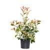 270mm Photinia Robusta - Photinia x fraseri