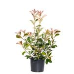 270mm Photinia Robusta - Photinia x fraseri