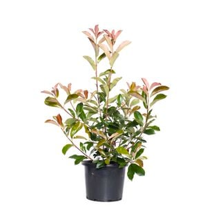 270mm Photinia Robusta - Photinia x fraseri