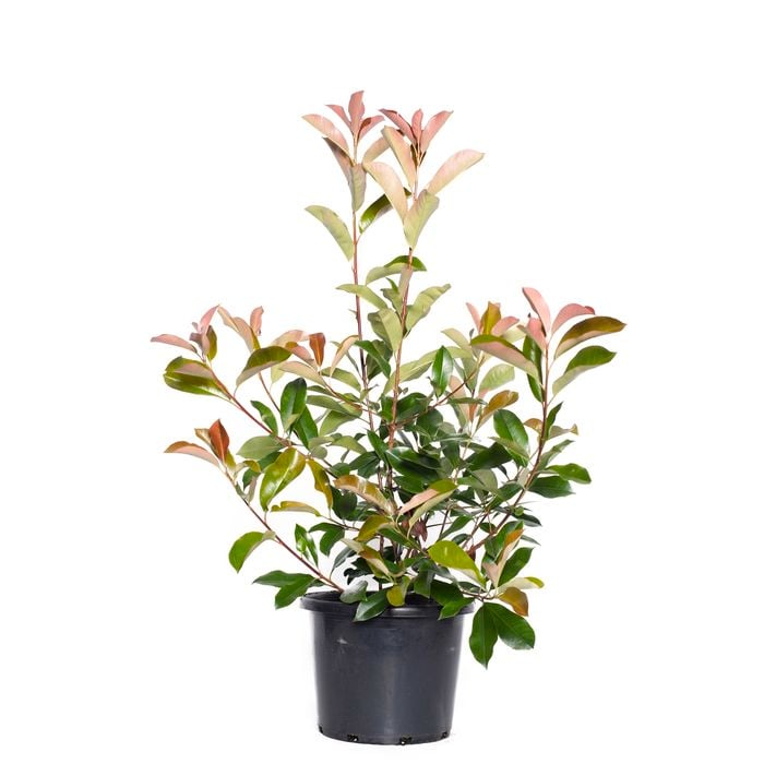 270mm Photinia Robusta - Photinia x fraseri