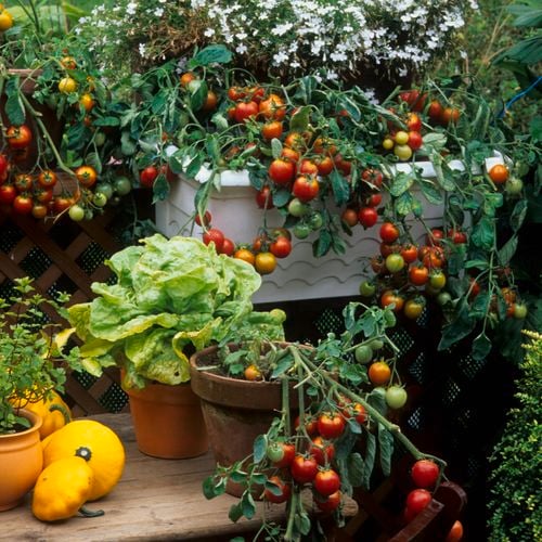 Balcony garden 