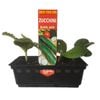 Punnet Zucchini Black Jack - Cucurbita spp - Grow Your Own Range