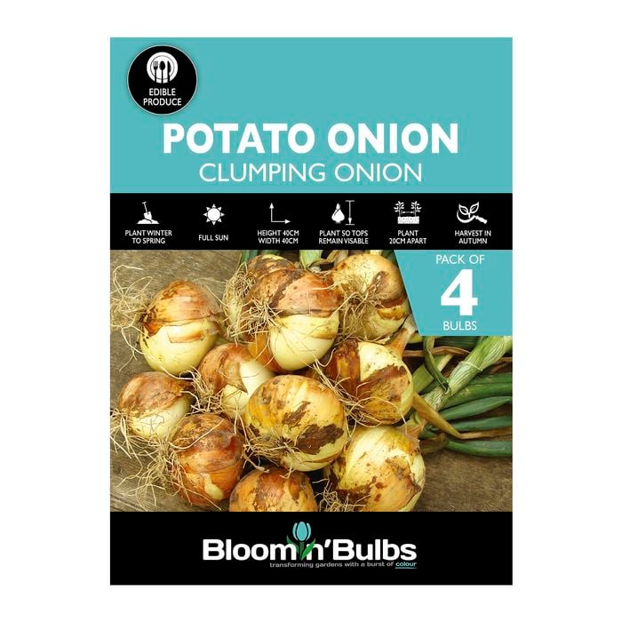 Bloomin' Bulbs Potato Onions - 4 Pack
