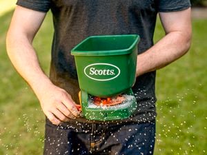 Person using Scotts hand held fertiliser spreader