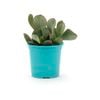105mm Bright and Easy Silver Dollar Jade Plant - Crassula Arborescens