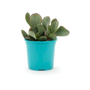 105mm Bright and Easy Silver Dollar Jade Plant - Crassula Arborescens