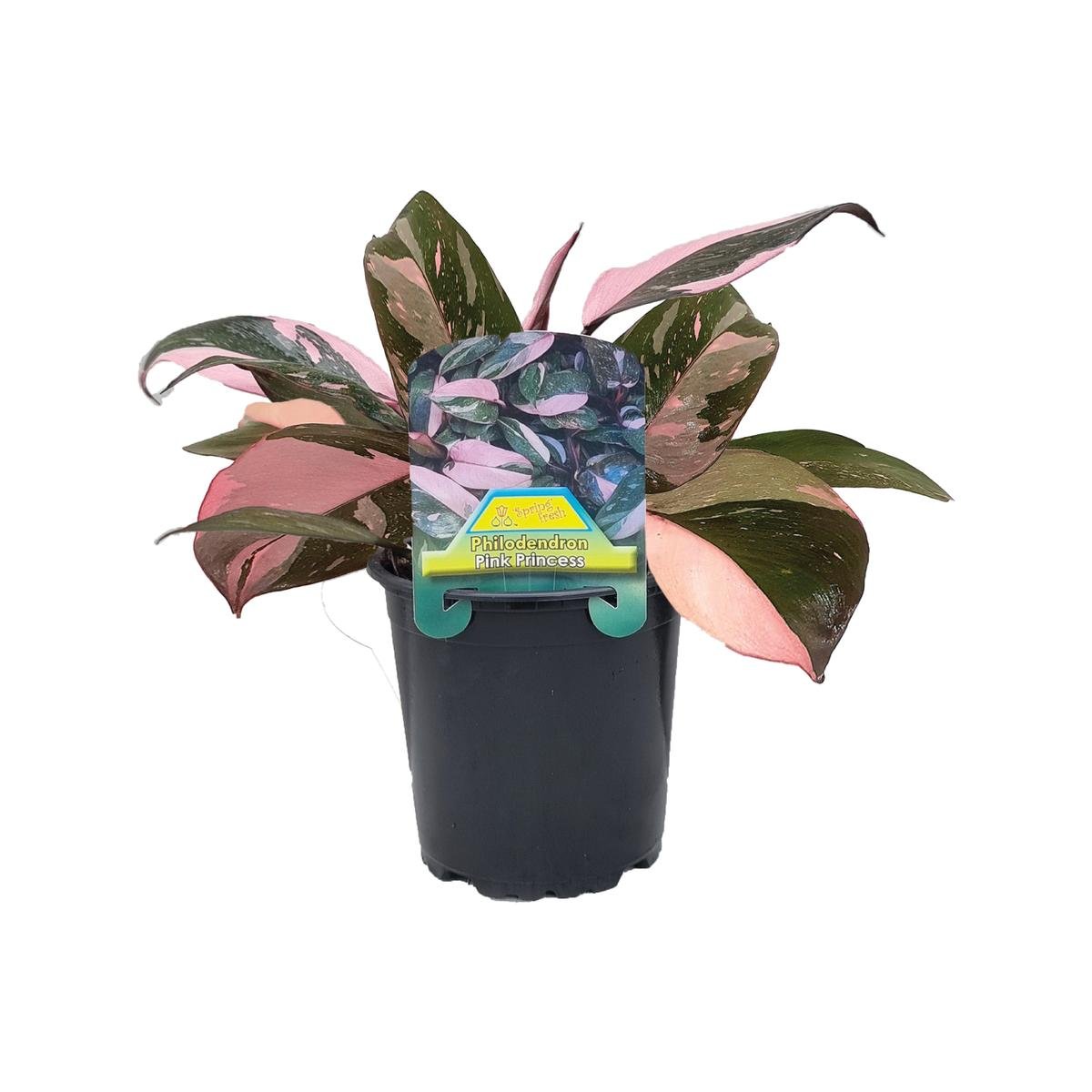 mini succulent plants Mini Assorted Succulent Collection of 12  Home Botanicals