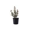 200mm White Correa - Correa Alba