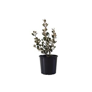 200mm White Correa - Correa Alba
