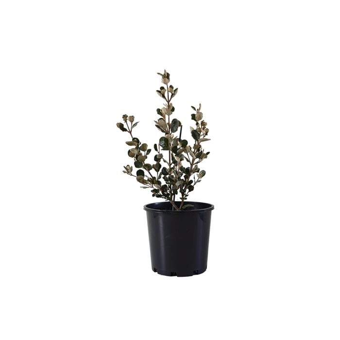 200mm White Correa - Correa Alba
