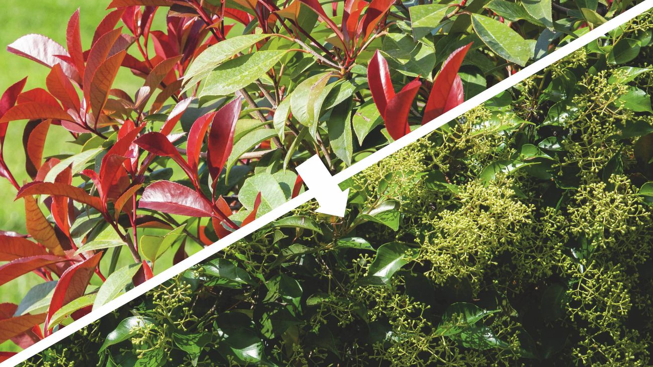 A split image showing a photonia shrub with vibrant red leaves on the left and a dense green lilly pilly shrubs with tiny yellow flowers on the right, connected by an arrow