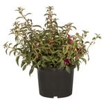 150mm Fuchsia Assorted - Fuchsia hybrida