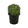 400mm English Box Topiary Ball - Buxus sempervirens