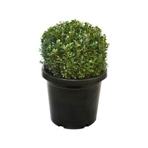 400mm English Box Topiary Ball - Buxus sempervirens