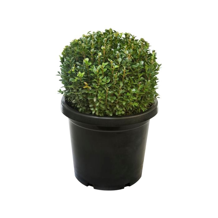 400mm English Box Topiary Ball - Buxus sempervirens