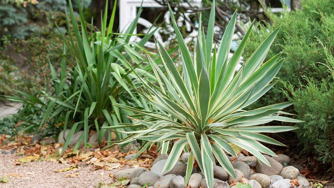 yucca plant in garden bed with rocks