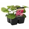 Floriana 4 Cell Pot Geranium Vogue Pink - Pelargonium x hortorum