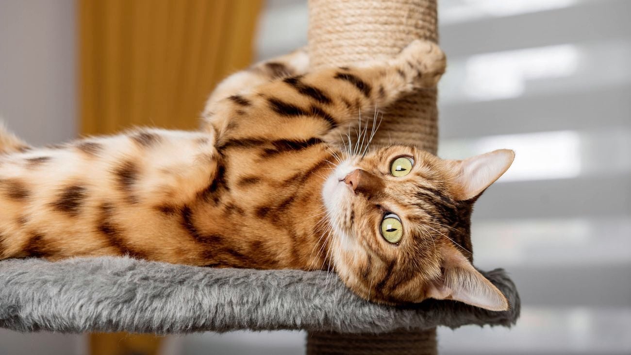 Bengal cat using a grey and brown cat scratching post against a blurred room background.