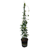 170mm Star Jasmine - Trachelospermum jasminoides