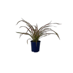 2L Flax - Phormium pixie