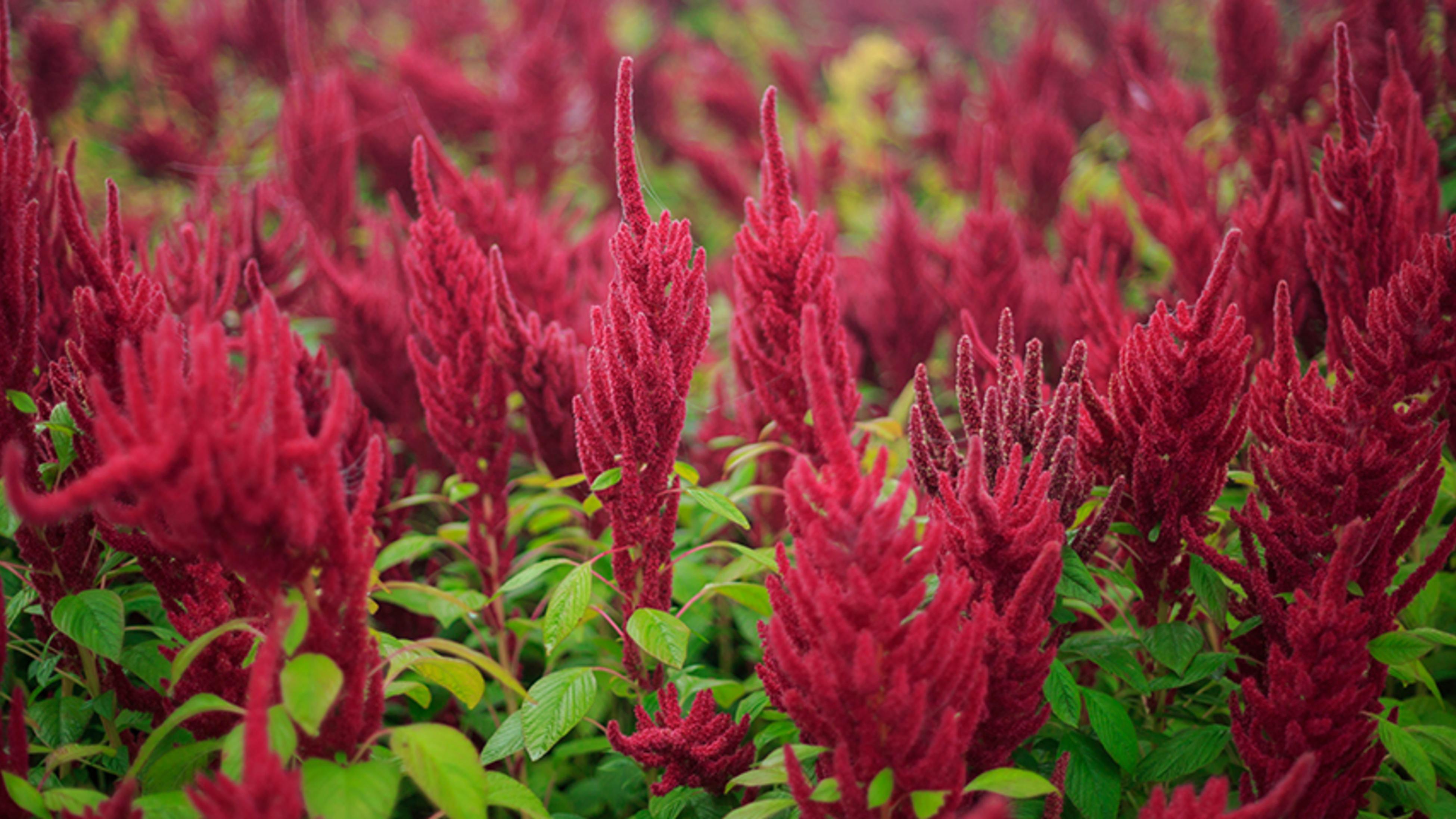 How To Grow And Care For Amaranthus - Bunnings Australia