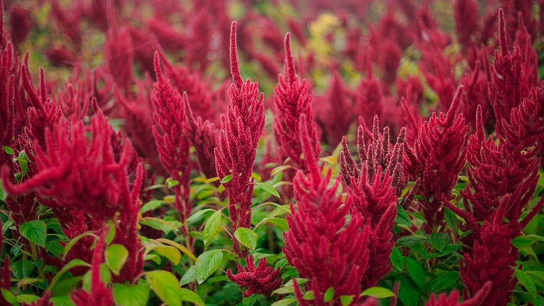 Amaranthus plants in a field.