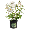 140mm Rose Iceberg - Rose floribunda