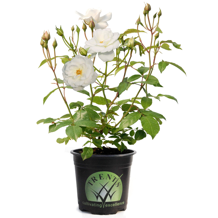 140mm Rose Iceberg - Rose floribunda
