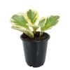 70mm Pepper Face Plant - Peperomia obtusifolia Albo Variegata