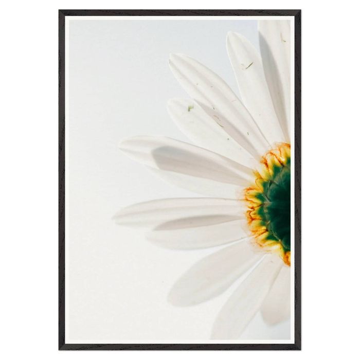 Galrie Stunning CloseUp Daisy Flower Art Print Nature Photography for Home Decor, Black Frame, A4 21 x 30cm (8 x 12inch)
