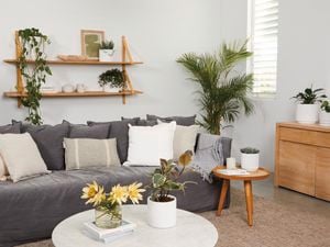 Lounge space with dark grey couch, assorted cushions, coffee tables, timber wall mounted shelving and potted plants.