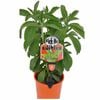 140mm Sugar Plant - Stevia rebaudiana