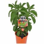 140mm Sugar Plant - Stevia rebaudiana
