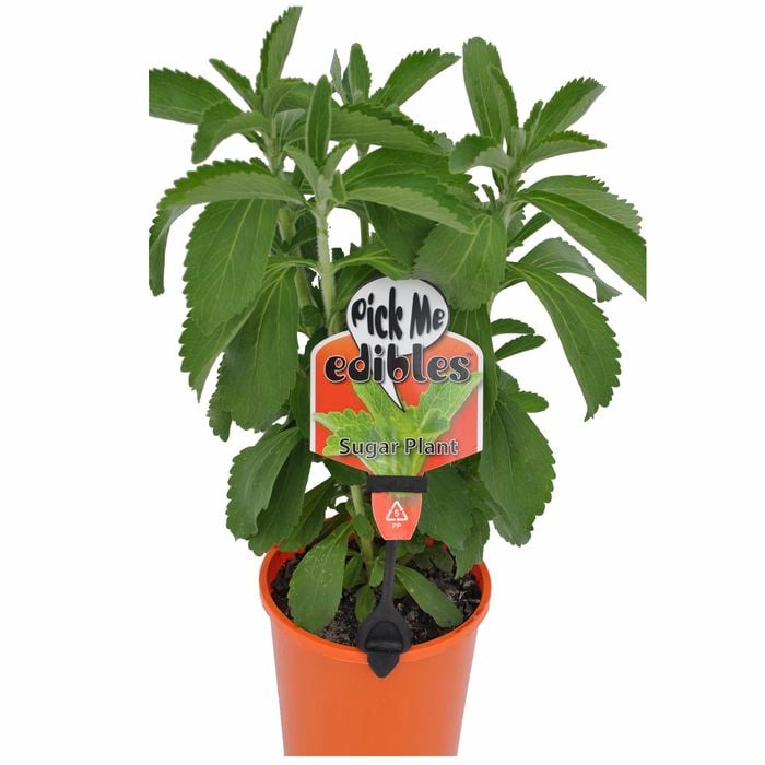 140mm Sugar Plant - Stevia rebaudiana