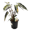 120mm Elephants Ear - Alocasia amazonica Bambino Variegated