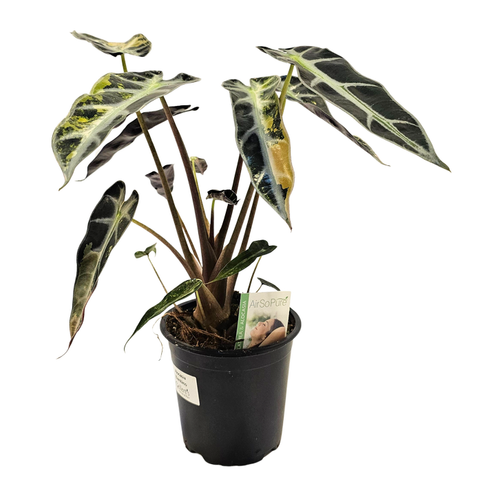 120mm Elephants Ear - Alocasia amazonica Bambino Variegated