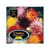 Bulb Dahlia Cactus Mixed 4pk